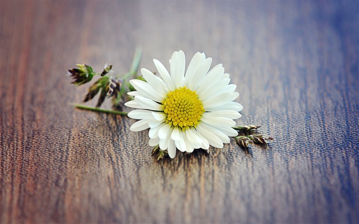 Flor amarilla hierba blanca Daisy naturaleza muerta-primavera Naturaleza fondo de pantalla HD Vistas:11700