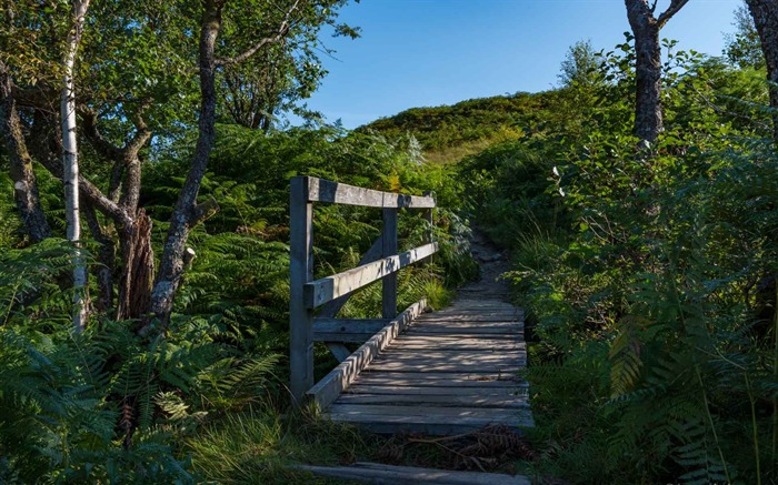 Forest Footbridge-Scotland Fotografía Fondo de escritorio Vistas:6616