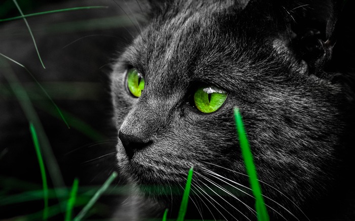 Green cat eyes in the dark-High Quality HD Wallpaper Views:17505 Date:2016/4/7 8:10:21