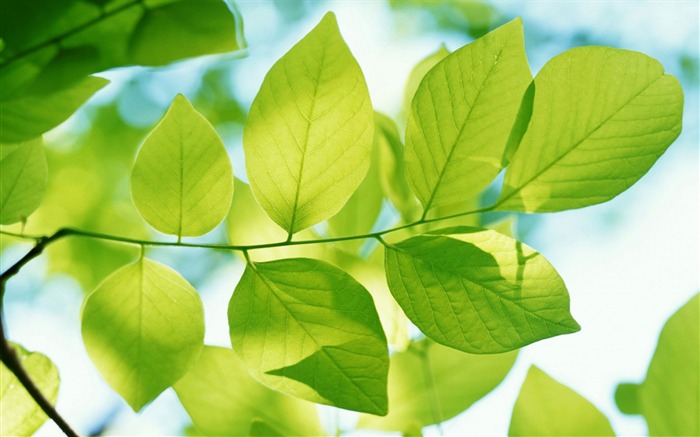 O verde deixa o céu azul - Plantas Macro Papel de Parede de Foto Visualizações:8830