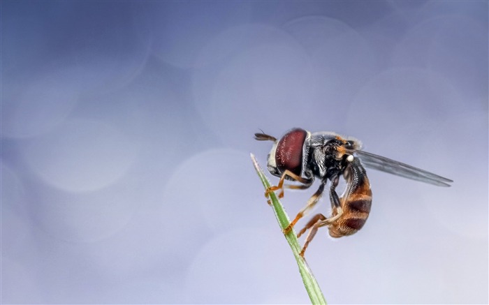 Insect macro matin-Haute Qualité fond d'écran Vues:7898