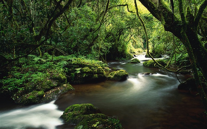 Jungle river trees musgo lianas-Nature Papel pintado de alta calidad Vistas:12978