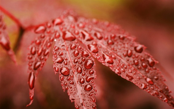 Leaf drop drop surface - Plantas Macro Foto Wallpaper Visualizações:6395