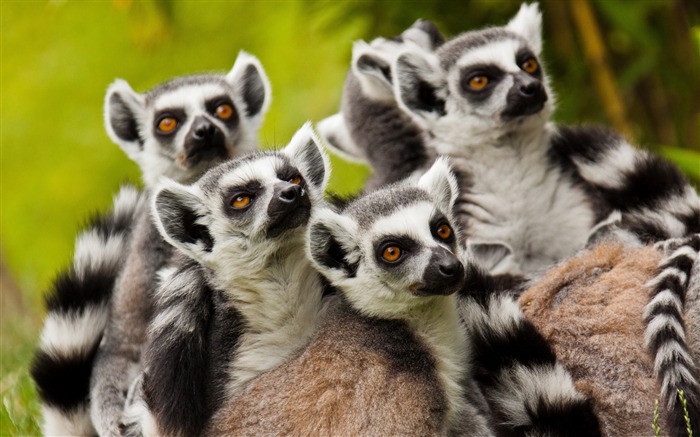 Lemurs Family-Wild Animal HD Wallpaper Views:10712 Date:2016/4/18 8:34:17