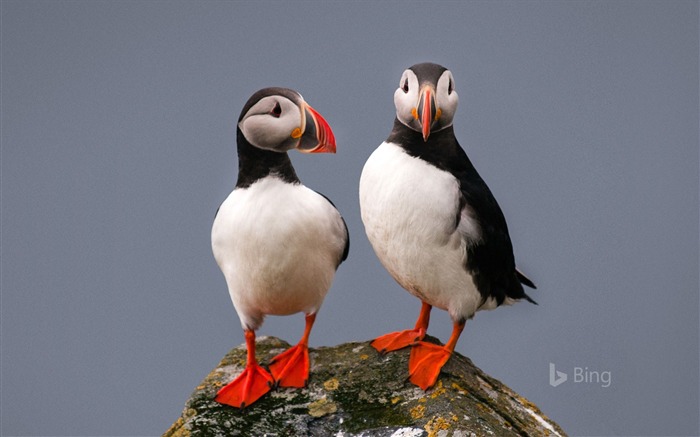 Little Puffins Bird-2016 Bing Desktop Wallpaper Views:9060 Date:2016/4/4 8:03:08