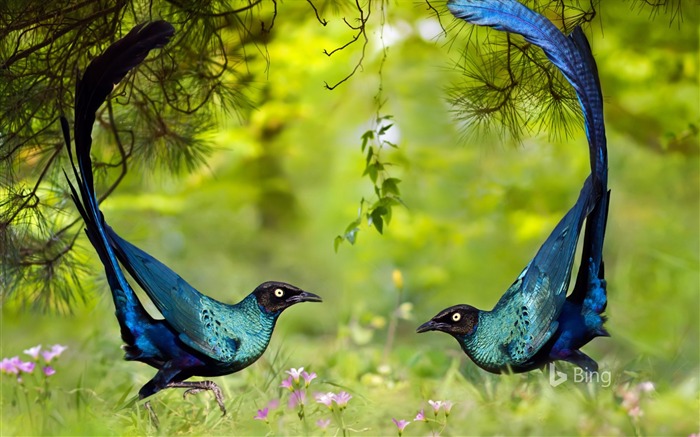 Starlings brilhantes de cola longa - 2016 Bing Desktop Wallpaper Visualizações:8012