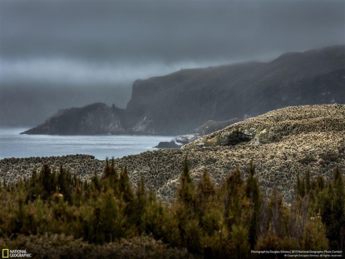 Brume sur l'île Campbell-National Geographic Photo Fond d'écran Vues:9687