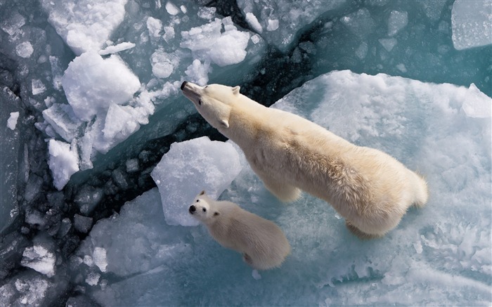 Sauvage Animal World Photo HD Fond d'écran Vues:40642