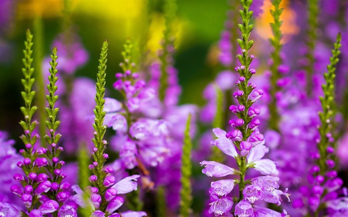 Folhas de folhas de flor roxas - Papel de Parede Macro de Fotografias de Plantas Visualizações:7800