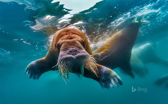 Walrus swimming in the Arctic Ocean-2016 Bing Desktop Wallpaper Views:8322 Date:2016/4/4 8:10:28