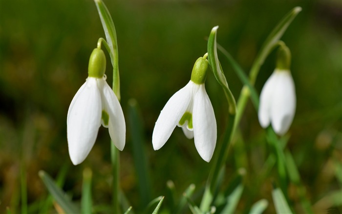 하얀 귀여운 snowdrops - 봄 자연 HD 바탕 화면 찾아보기 :8855