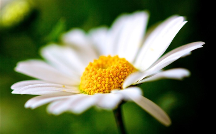 Pétalas de flores de margarida branca pólen-Plantas Macro Papéis de Parede de Foto Visualizações:7987