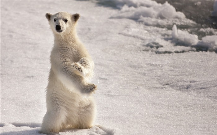 Young Polar Bear-Wild Animal HD Wallpaper Views:7485 Date:2016/4/18 8:49:04