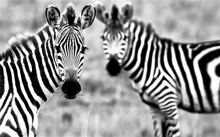 Zebra couple cute animals-High Quality HD Wallpaper Views:11320 Date:2016/4/7 8:30:36