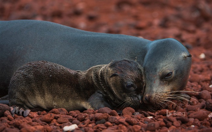 Ecuador Galapagos Islands sea lion-2016 Bing Desktop Wallpaper Views:6752 Date:2016/5/20 11:11:01