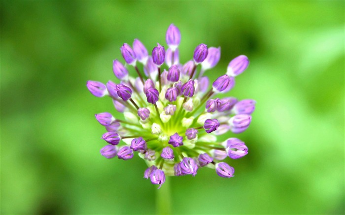 Flores de alho macro-2016 Papel de parede de alta qualidade Visualizações:6775