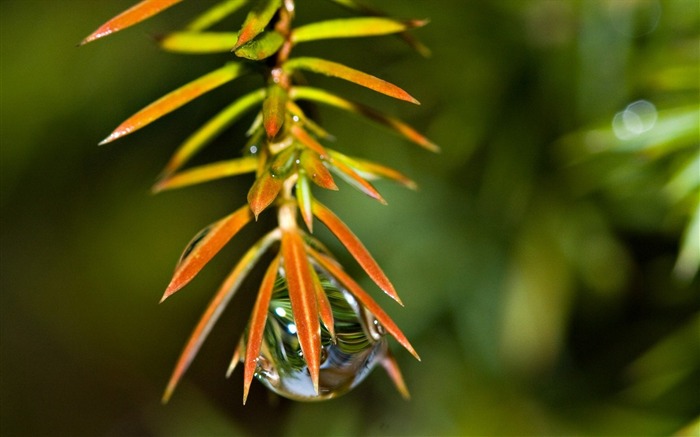 Herbe à feuilles plantes tombent-Plantes Photo HD Fond d'écran Vues:6959