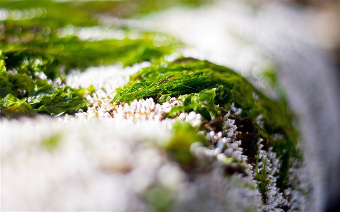 Herbe neige blanc vert-Plantes Photo HD Fond d'écran Vues:7617