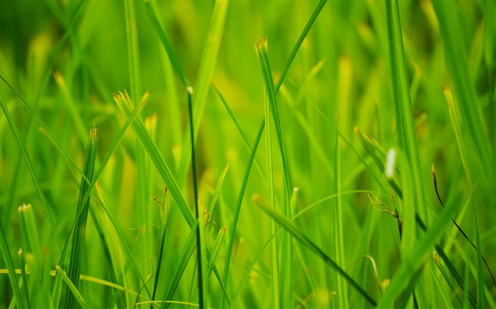 l'herbe verte l'été nature-Plantes Photo HD Fond d'écran Vues:7872