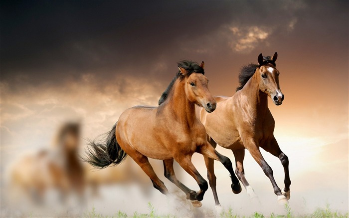 Steppe horse galloping animal theme HD Wallpaper Views:42725