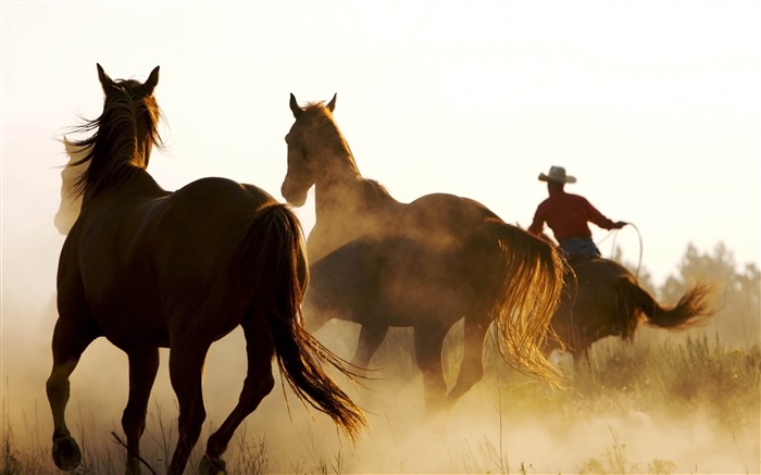 Caballo vaquero lasso-Pastizales animales fondo de pantalla HD Vistas:11142