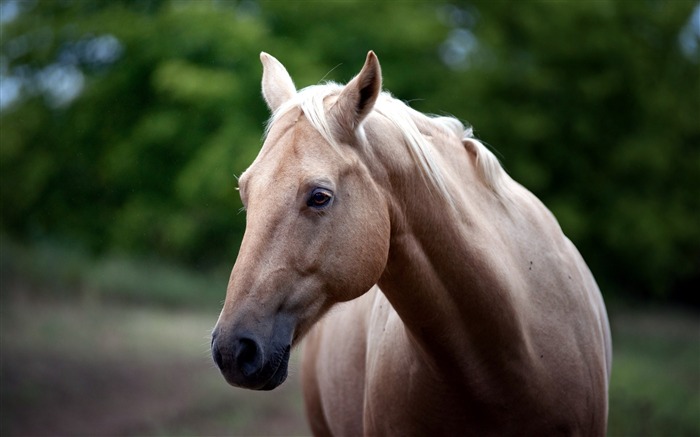 Cara de caballo ojos-Pastizales animales fondo de pantalla HD Vistas:15201