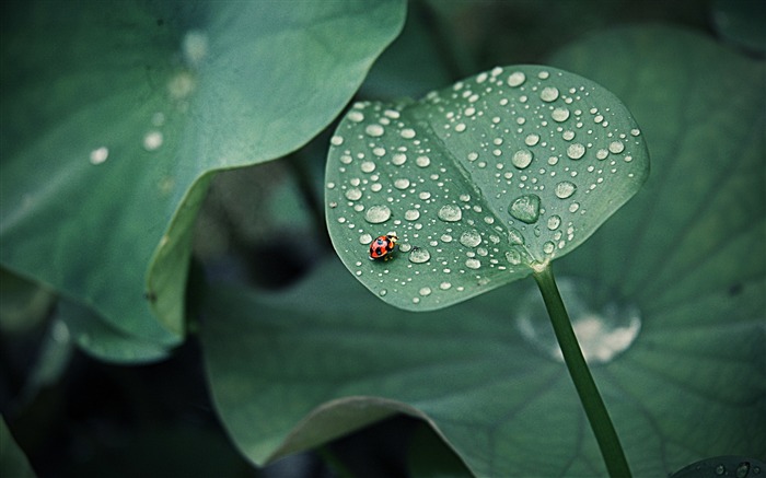 Coccinelle feuille gouttes de rosée-Plantes Photo HD Fond d'écran Vues:11364