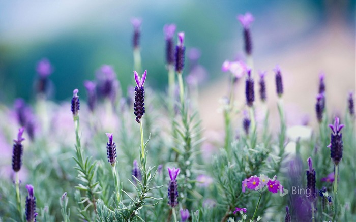 Lavender blooming northern Thailand-2016 Bing Desktop Wallpaper Views:8554 Date:2016/5/20 11:15:02