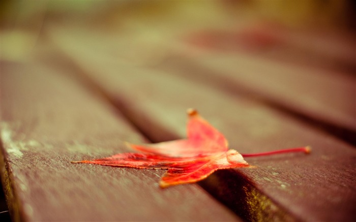 bois de plancher en érable Feuille-Plantes Photo HD Fond d'écran Vues:7716