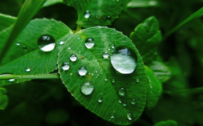 Feuilles d'herbe rosée-Plantes Photo HD Fond d'écran Vues:12070