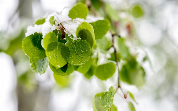 Leaves tree branch snow-2016 High Quality Wallpaper Views:6980 Date:2016/5/21 4:48:12