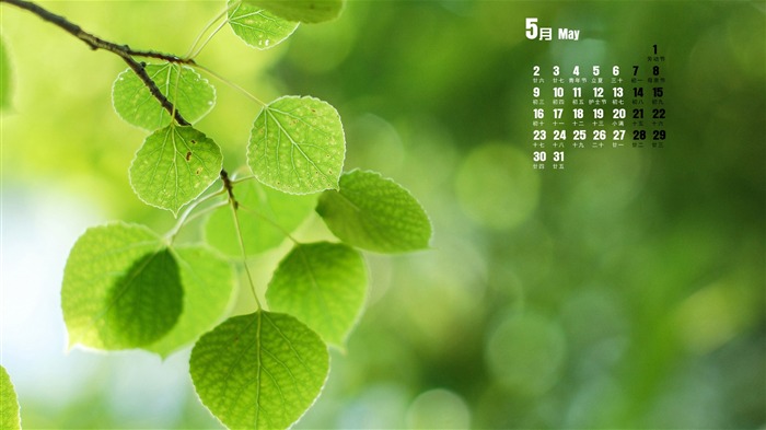 Maio 2016 Calendário Desktop Themes Wallpapers 11 Visualizações:6419