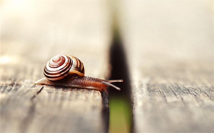 Snail shell antennae-2016 High Quality Wallpaper Views:6975 Date:2016/5/21 4:58:47