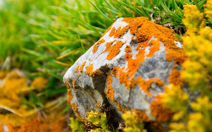 Pierre herbe mousse orange vert-Plantes Photo HD Fond d'écran Vues:5715