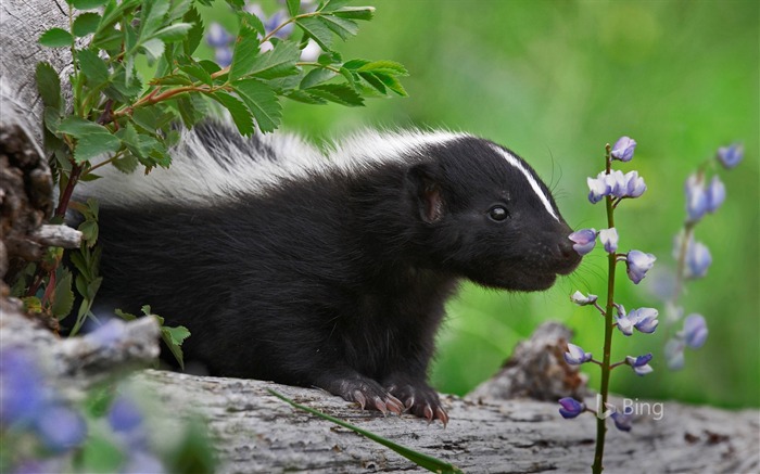 Striped skunk-2016 Bing Desktop Wallpaper Views:7830 Date:2016/5/20 11:23:23