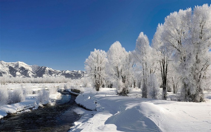 Árvores hoarfrost inverno rio-Natureza Papel de parede de alta qualidade Visualizações:8340