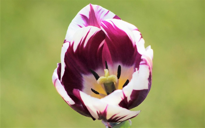 Pétalo de la flor de tulipán pétalos-fondo de pantalla de alta calidad con pantalla ancha Vistas:6965