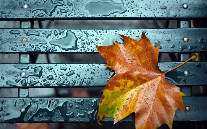 Feuille jaune automne chute-Plantes Photo HD Fond d'écran Vues:6831