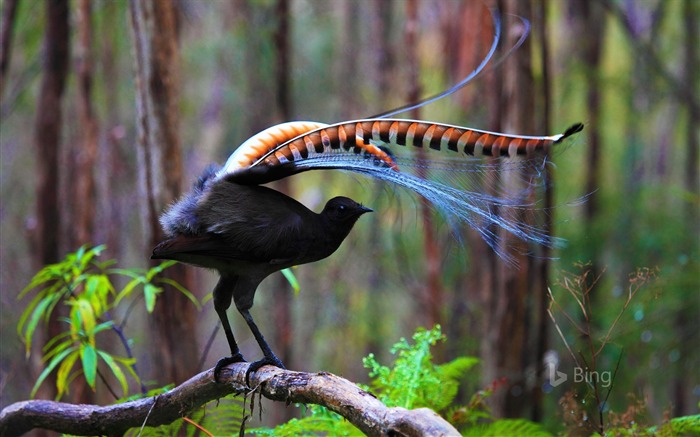 Liceira australiana Marysville State Forest-2016 Bing Wallpaper Visualizações:7208