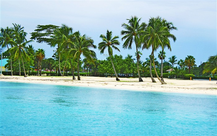 Bahamas arbres plage de palmiers-Paysage d'été HD Fond d'écran Vues:14198