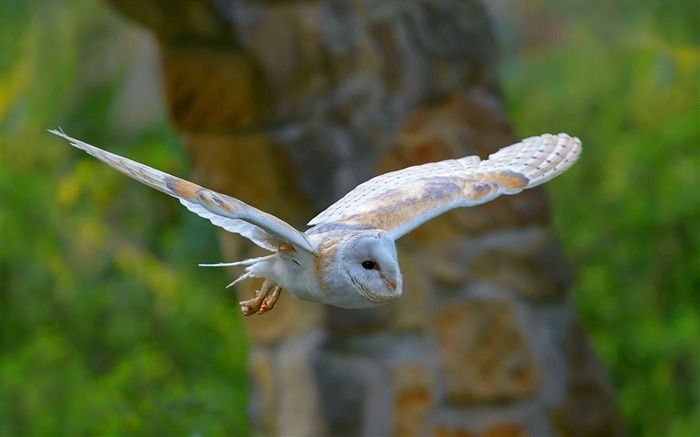 Papel de parede de mesa de cordeiro Barn Owl-2016 Bing Visualizações:9407