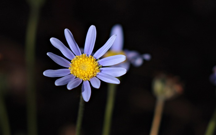 pétales bleu pollen tige-Fleurs Photo HD Fonds d'écran Vues:6706