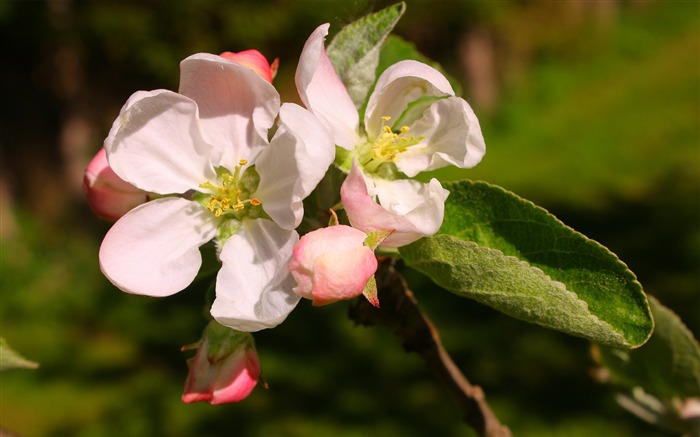 Branches leaves bud stamens spring-Flowers Photo HD Wallpaper Views:5985 Date:2016/6/21 8:07:26