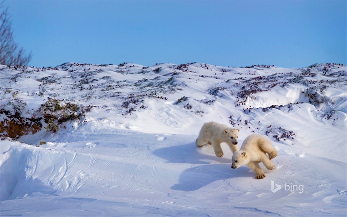 Canada ours polaire jeu-2016 Bing Fond d'écran Vues:8551