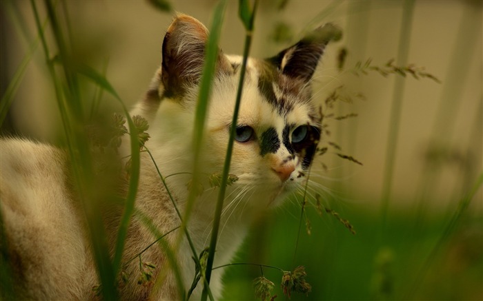 Cara de gato hierba manchada-Animal Photo fondo de pantalla HD Vistas:6555