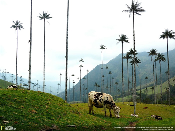 Vacas en Colombia-2016 National Geographic Wallpaper Vistas:10356