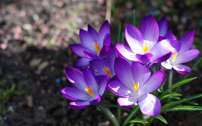 Crocuses flowers loose earth sun-Flowers Photo HD Wallpaper Views:8797 Date:2016/6/21 7:59:27