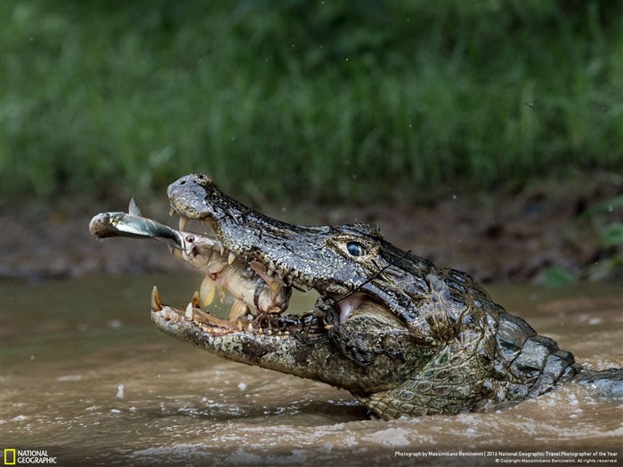 Doble captura de cocodrilos-2016 National Geographic Wallpaper Vistas:13199