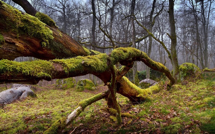 Dry mossy wood forest-scenery HD wallpaper Views:8821 Date:2016/6/29 8:58:06