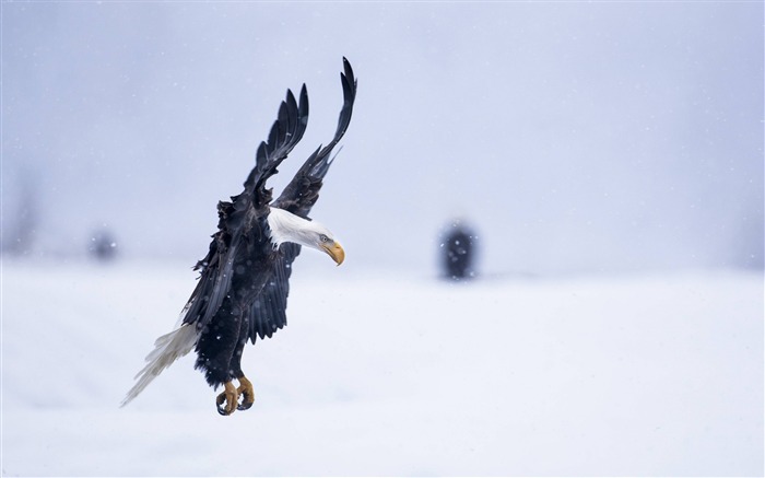 Aigle alaska neige vol d'hiver-Haute Qualité HD Fond d'écran Vues:8349